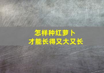 怎样种红萝卜 才能长得又大又长